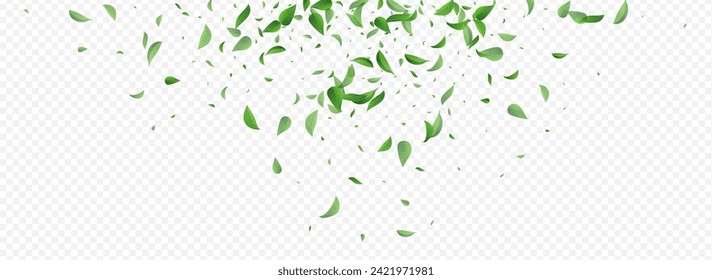 Swamp Greens Tree Vector Panoramic Transparent Background Border. Transparent Foliage Branch. Grassy Leaves Flying Concept. Leaf Fresh Wallpaper.