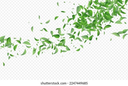 Swamp Greens Tree Vector Transparent Background Backdrop. Flying Leaf Plant. Olive Leaves Tea Illustration. Foliage Organic Design.