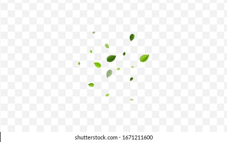Swamp Greens Vector Border. Lime Leaf Blur Plant. Falling Poster. Olive Foliage Realistic Backdrop.