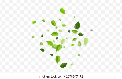 Swamp Greens Vector Poster. Grassy Leaf Nature Wallpaper. Fresh Banner. Green Leaves Herbal Pattern.