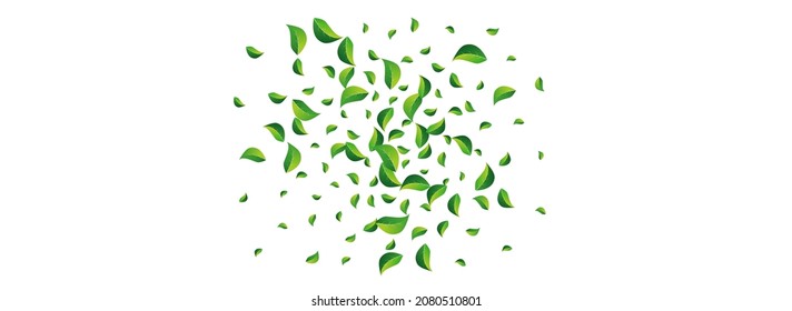 Swamp Greens Wind Vector Panoramic White Background. Nature Leaf Poster. Mint Leaves Flying Border. Foliage Falling Template.