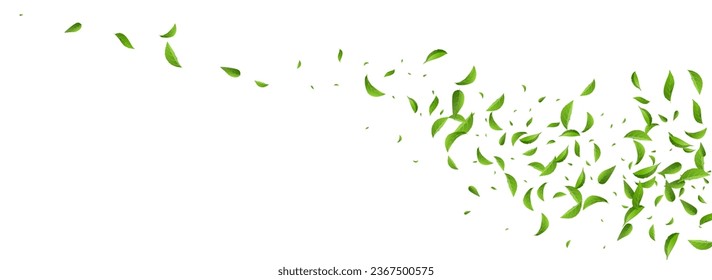 Swamp Greens Wind Vector Panoramic White Background Design. Spring Leaves Plant. Lime Foliage Fresh Branch. Leaf Realistic Banner.