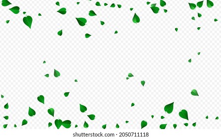 Swamp Greens Wind Vector Transparent Background Branch. Swirl Leaves Banner. Mint Leaf Tree Pattern. Foliage Realistic Poster.
