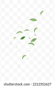 Swamp Greens Wind Vector Transparent Background Illustration. Spring Leaves Design. Mint Leaf Forest Banner. Foliage Swirl Wallpaper.