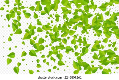 Swamp Greens Wind Vector Transparent Background Illustration. Transparent Leaf Poster. Mint Leaves Tree Brochure. Foliage Fresh Branch.
