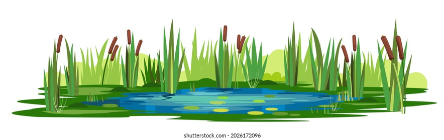 Swamp landscape with reed and cattail. Isolated element. Horizontally composition. Overgrown pond shore. Illustration vector