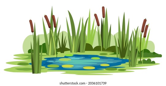 Swamp landscape with reed and cattail. Isolated element. Horizontally composition. Overgrown pond shore. Illustration vector.