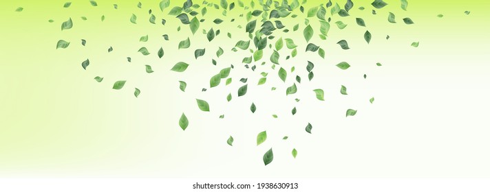 Swamp Leaf Blur Vector Green Background Plant. Tree Leaves Wallpaper. Forest Foliage Swirl Illustration. Greenery Realistic Branch.