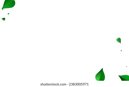 Swamp Leaf Ecology Vector White Background Banner. Flying Greens Pattern. Olive Foliage Fresh Plant. Leaves Blur Template.