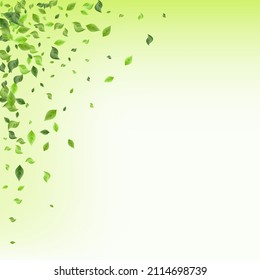 Swamp Leaf Forest Vector Green Background Plant. Abstract Greenery Illustration. Grassy Foliage Wind Branch. Leaves Ecology Brochure.