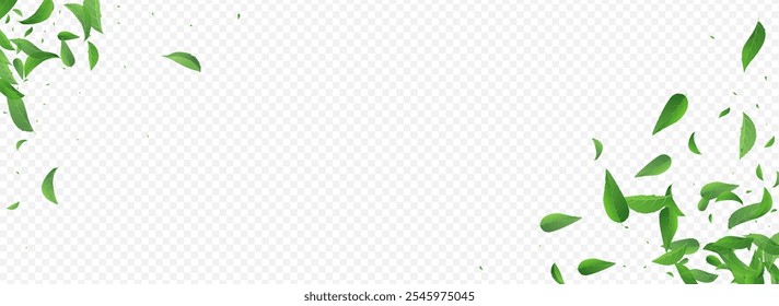Swamp Leaf Forest Vector Panoramic Transparent Background Banner. Tree Greens Wallpaper. Olive Leaves Tea Template. Foliage Wind Brochure.