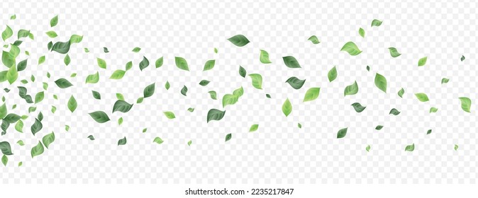 Swamp Leaf Fresh Vector Transparent Background Poster. Flying Foliage Design. Grassy Greenery Swirl Template. Leaves Motion Wallpaper.