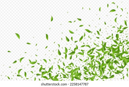 Swamp Leaf Motion Vector Transparent Background Concept. Falling Leaves Illustration. Green Foliage Realistic Poster. Greens Tree Template.
