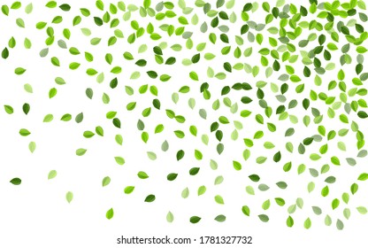 Swamp Leaf Nature Vector Illustration. Transparent Leaves Banner. Mint Foliage Abstract Template. Greens Herbal Plant.