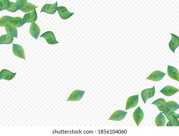 Swamp Leaf Nature Vector Transparent Background Banner. Organic Leaves Design. Grassy Foliage Forest Wallpaper. Greenery Ecology Illustration.