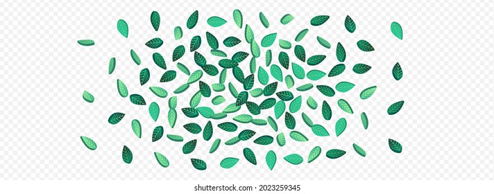 Swamp Leaf Realistic Vector Panoramic Transparent Background Branch. Flying Leaves Poster. Grassy Foliage Organic Background. Greens Tree Brochure.