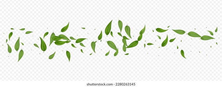 Swamp Leaf Swirl Vector Panoramic Transparent Background Backdrop. Falling Foliage Branch. Grassy Greens Transparent Plant. Leaves Fresh Design.