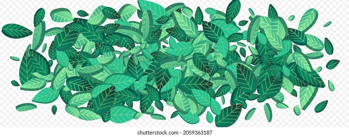 Swamp Leaf Tea Vector Panoramic Transparent Background Background. Nature Leaves Banner. Grassy Foliage Organic Pattern. Greens Realistic Wallpaper.