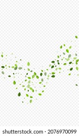 Swamp Leaf Tree Vector Transparent Background. Flying Greens Branch. Olive Foliage Fresh Banner. Leaves Wind Wallpaper.