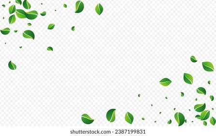 Swamp Leaf Tree Vector Transparent Background. Forest Greens Plant. Olive Foliage Flying Concept. Leaves Realistic Branch.