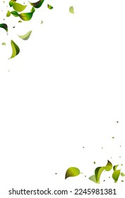 Swamp Leaf Tree White Vector Background Template. Herbal Foliage Design. Olive Leaves Organic Plant. Greens Transparent Background.