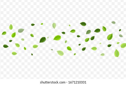 Swamp Leaf Vector Banner. Grassy Foliage Tea Branch. Tree Poster. Green Leaves Wind Design.