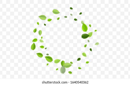 Swamp Leaf Vector Concept. Green Greens Fly Background. Tea Brochure. Forest Leaves Forest Border.