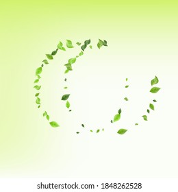 Swamp Leaf Wind Vector Green Background Backdrop. Realistic Leaves Branch. Olive Foliage Tea Plant. Greenery Blur Poster.