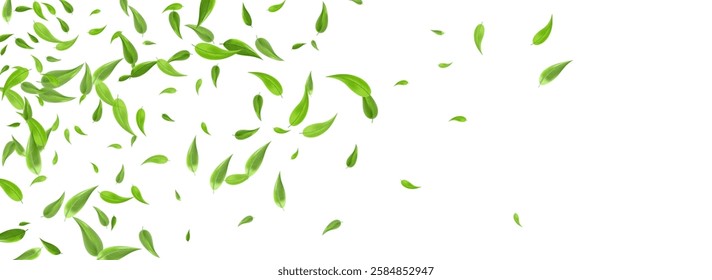 Swamp Leaf Wind Vector Panoramic White Background Template. Fresh Leaves Border. Green Foliage Transparent Poster. Greens Tree Banner.