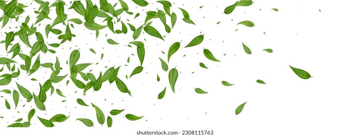 Swamp Leaves Abstract Vector Panoramic White Background Pattern. Motion Foliage Banner. Lime Leaf Realistic Plant. Greens Transparent Border.