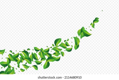 Swamp Leaves Abstract Vector Transparent Background. Fresh Greens Brochure. Forest Leaf Motion Branch. Foliage Tree Banner.