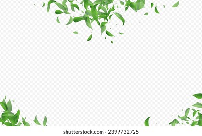 Swamp Leaves Abstract Vector Transparent Background Banner. Nature Foliage Plant. Green Greens Blur Wallpaper. Leaf Forest Poster.
