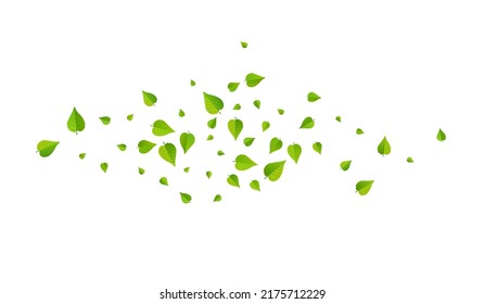 El pantano deja la rama de fondo blanco del vector abstracto. Fondo de escritorio de la ecología verde. Borde De Té De Foliage Lime. Patrón transparente de hoja.
