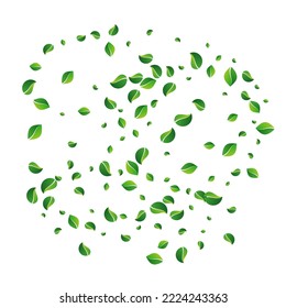Sumpf Blätter Abstrakter, weißer Vektorhintergrund. Spring Greens Broschüre. Waldleaf-Baumhintergrund. Foliage Swirl Design.