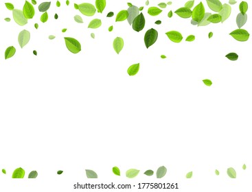 Swamp Leaves Ecology Vector Backdrop. Swirl Leaf Wallpaper. Forest Greens Falling Brochure. Foliage Flying Poster.