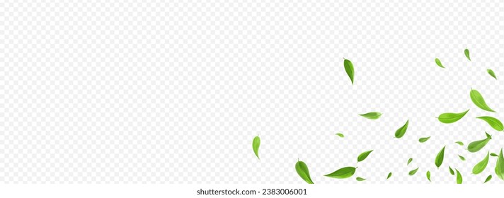 Swamp Leaves Ecology Vector Panoramic Transparent Background Illustration. Tree Foliage Brochure. Olive Leaf Forest Concept. Greens Transparent Pattern.