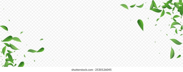 Swamp Leaves Falling Vector Panoramic Transparent Background Banner. Fly Greens Brochure. Mint Leaf Herbal Border. Foliage Ecology Plant.