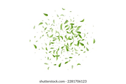 Swamp Leaves Falling Vector White Background Plant. Tea Greens Banner. Mint Foliage Organic Illustration. Leaf Nature Wallpaper.