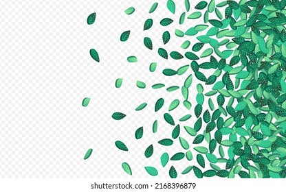 Swamp Leaves Flying Vector Transparent Background Banner. Ecology Greens Wallpaper. Mint Foliage Spring Branch. Leaf Swirl Background.