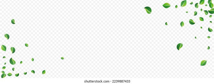 Swamp Leaves Fresh Vector Panoramic Transparent Background. Wind Foliage Brochure. Lime Greens Fly Concept. Leaf Falling Design.