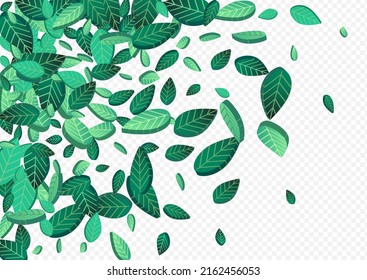 Swamp Leaves Fresh Vector Transparent Background Illustration. Swirl Greens Concept. Lime Leaf Wind Wallpaper. Foliage Tree Plant.
