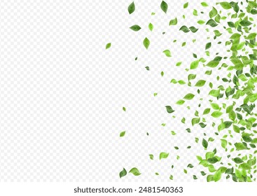 Swamp Leaves Fresh Vector Transparent Background Template. Motion Leaf Banner. Grassy Greenery Ecology Poster. Foliage Tree Border.