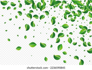 Swamp Leaves Herbal Vector Transparent Background. Spring Foliage Plant. Mint Greens Transparent Banner. Leaf Fresh Illustration.