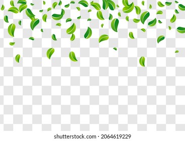 Swamp Leaves Motion Vector Transparent Background Banner. Transparent Leaf Border. Lime Foliage Tea Plant. Greens Herbal Illustration.