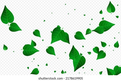 Swamp Leaves Motion Vector Transparent Background Wallpaper. Fly Leaf Concept. Green Foliage Wind Design. Greens Nature Branch.