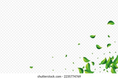 Swamp Leaves Motion Vector Transparent Background. Spring Foliage Illustration. Green Greens Forest Brochure. Leaf Falling Pattern.