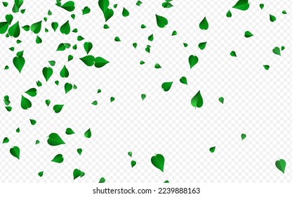 El pantano deja el concepto de fondo transparente del vector de movimiento. El Diseño De Hojas Caídas. Pancarta de árboles verdes forestales. Ilustración Orgánica Foliage.