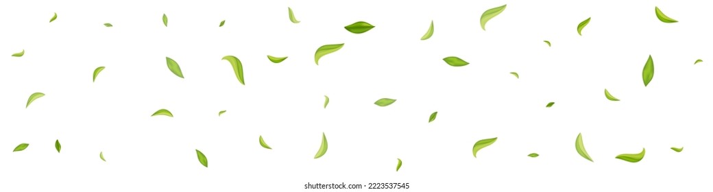 Swamp Leaves Motion Vector White Panoramic Background Wallpaper. Tea Foliage Brochure. Lime Greens Nature Border. Leaf Tree Design.