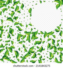 Swamp Leaves Nature Vector Transparent Background. Spring Greens Border. Grassy Foliage Herbal Backdrop. Leaf Ecology Branch.