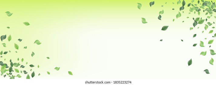 Swamp Leaves Organic Vector Panoramic Green Background Banner. Herbal Leaf Pattern. Mint Greenery Wind Plant. Foliage Falling Template.